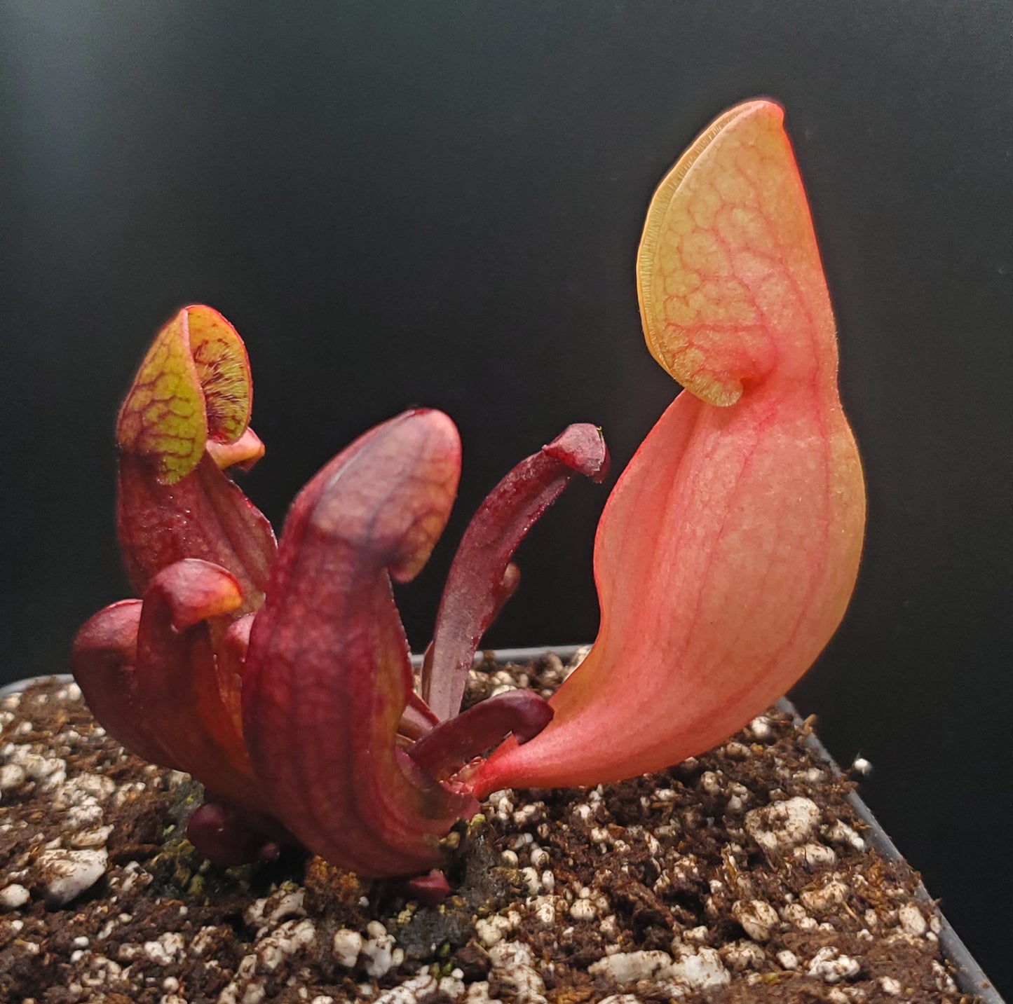 Seed Grown Sarracenia purpurea, Open Pollinated, American pitcher, live carnivorous plant, potted