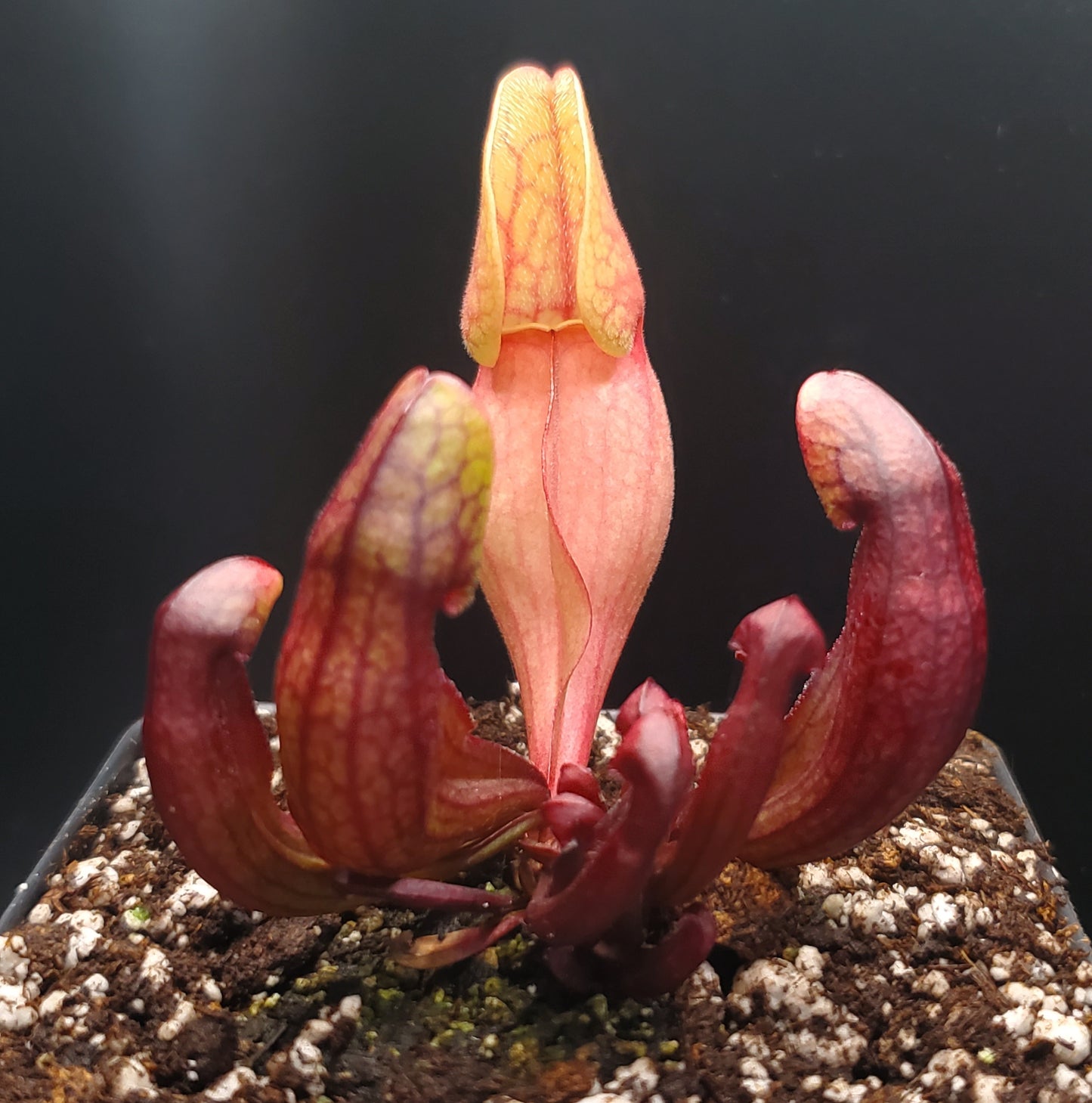 Seed Grown Sarracenia purpurea, Open Pollinated, American pitcher, live carnivorous plant, potted