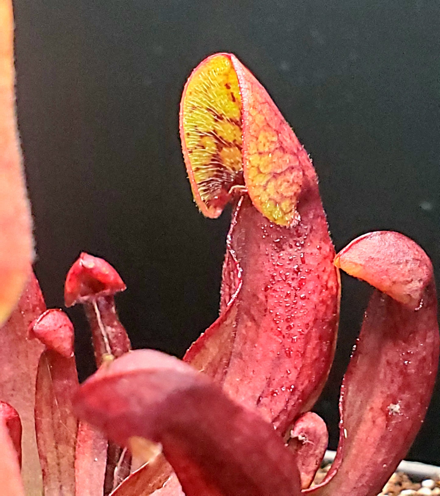 Seed Grown Sarracenia purpurea, Open Pollinated, American pitcher, live carnivorous plant, potted