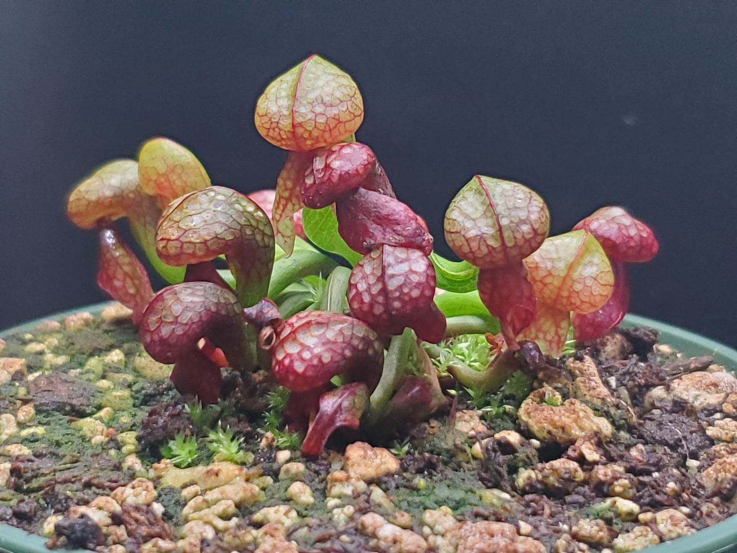 Darlingtonia californica, Cobra Lily, live carnivorous plant, WYSIWYG