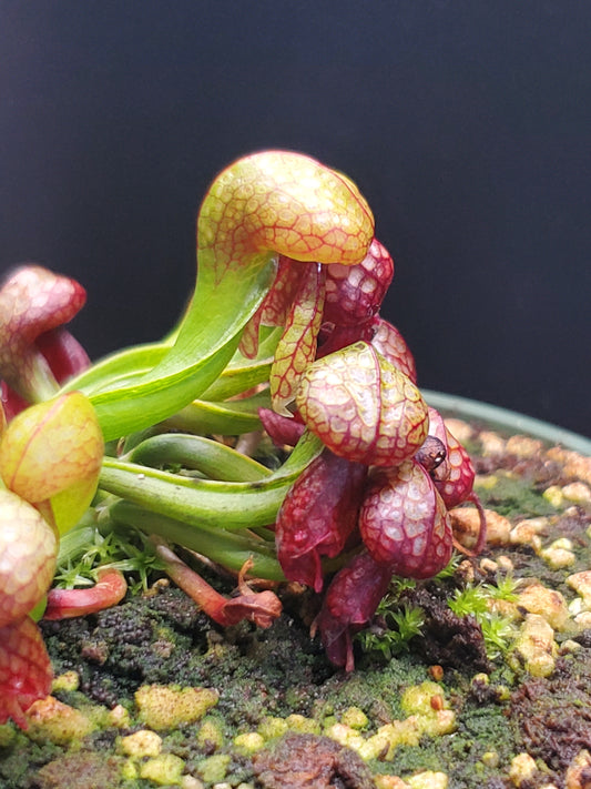 Darlingtonia californica, Cobra Lily, live carnivorous plant, WYSIWYG