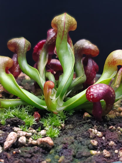 Darlingtonia californica, Cobra Lily, live carnivorous plant, WYSIWYG