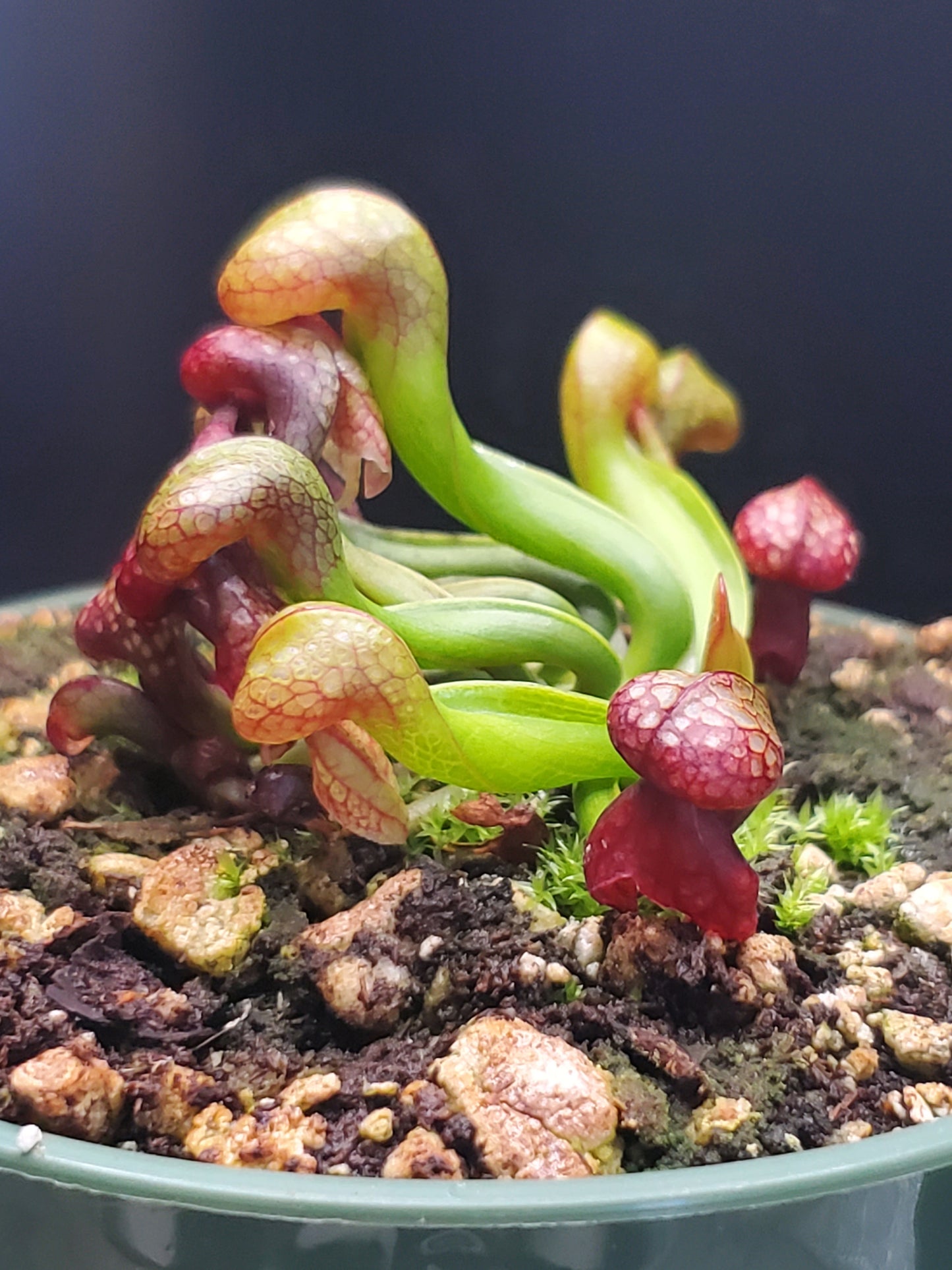 Darlingtonia californica, Cobra Lily, live carnivorous plant, WYSIWYG