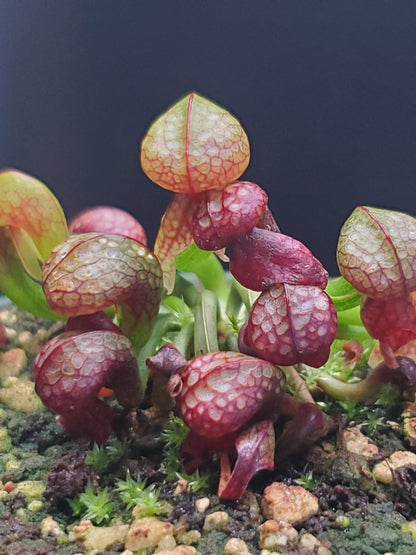 Darlingtonia californica, Cobra Lily, live carnivorous plant, WYSIWYG