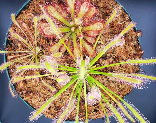 Combo Carnivorous Planter with three different Sundews, live carnivorous plants, potted, WYSIWYG