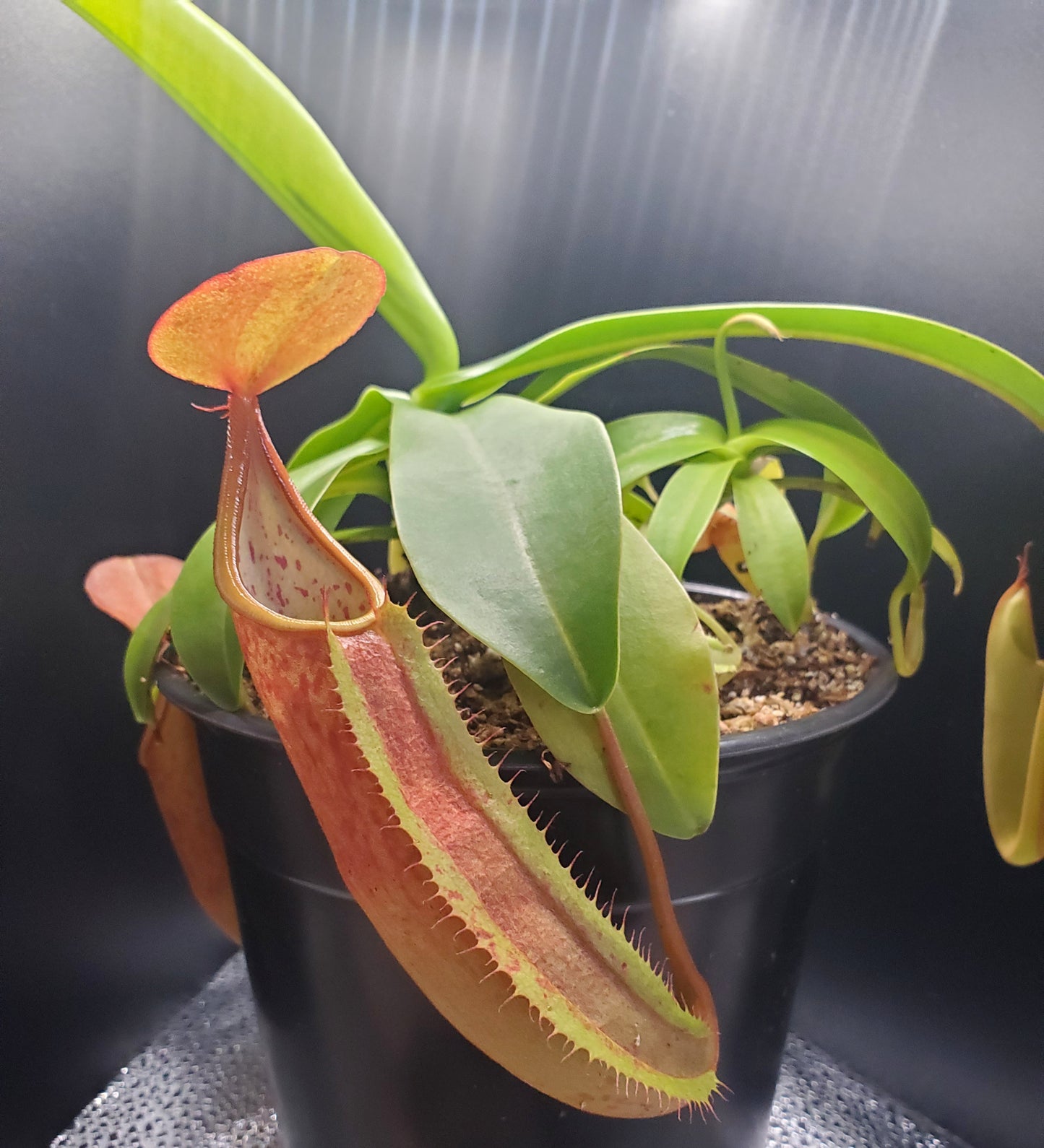 Multiple Nepenthes sanguinea 'Orange', tropical pitcher plant, live carnivorous plant, potted, WYSIWYG