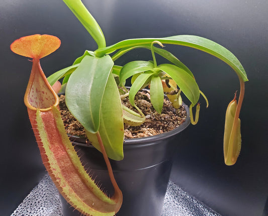 Multiple Nepenthes sanguinea 'Orange', tropical pitcher plant, live carnivorous plant, potted, WYSIWYG