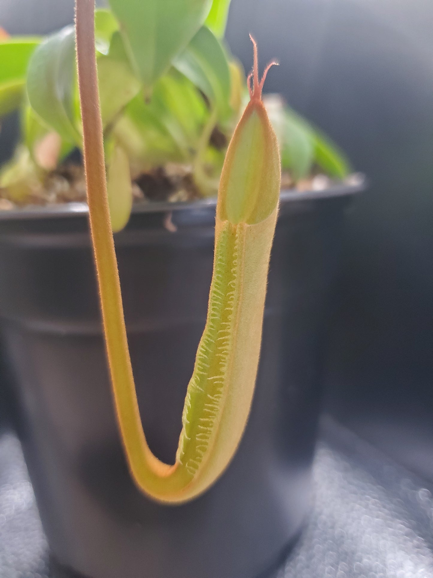 Multiple Nepenthes sanguinea 'Orange', tropical pitcher plant, live carnivorous plant, potted, WYSIWYG