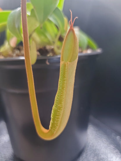 Multiple Nepenthes sanguinea 'Orange', tropical pitcher plant, live carnivorous plant, potted, WYSIWYG