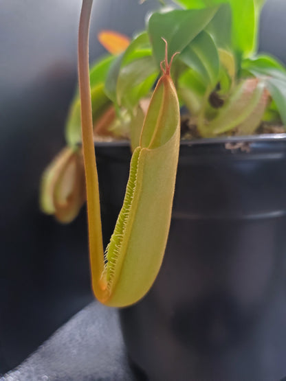 Multiple Nepenthes sanguinea 'Orange', tropical pitcher plant, live carnivorous plant, potted, WYSIWYG