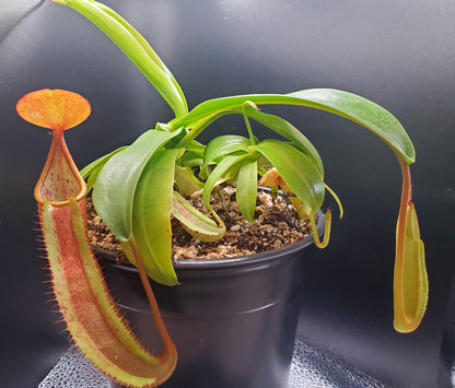 Multiple Nepenthes sanguinea 'Orange', tropical pitcher plant, live carnivorous plant, potted, WYSIWYG