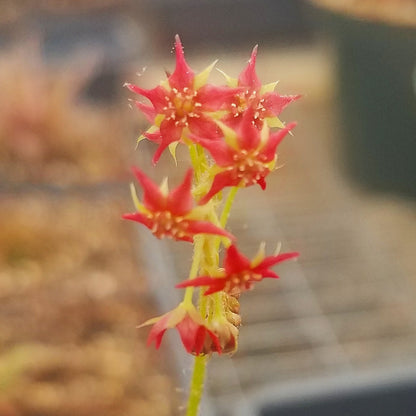 drosera adelae 'giant' - 2