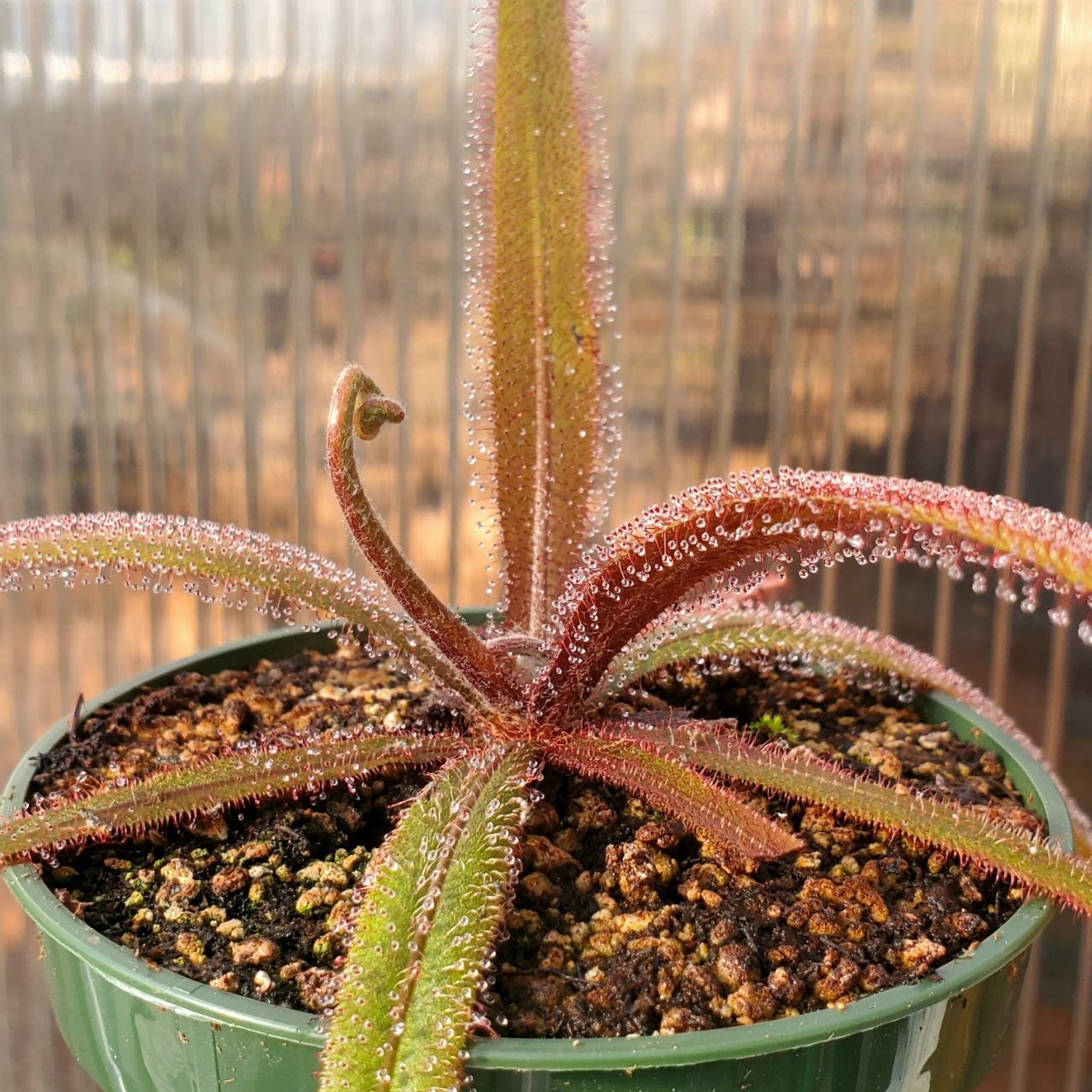 drosera adelae 'giant' - 0