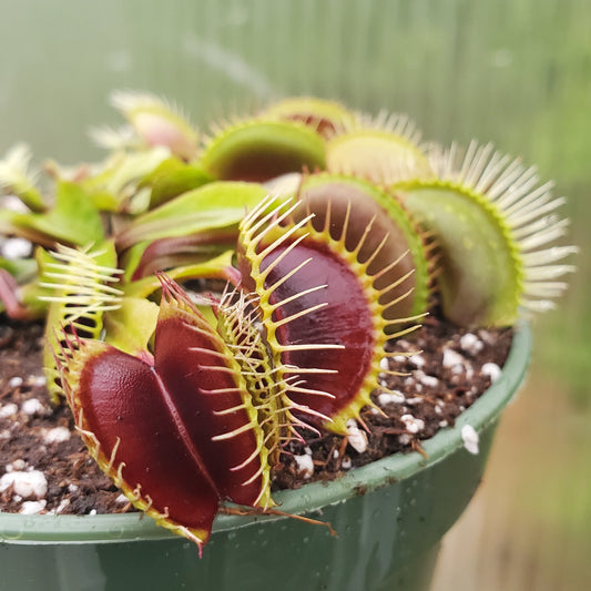 Venus Flytrap 'Mammoth', live carnivorous plant, potted