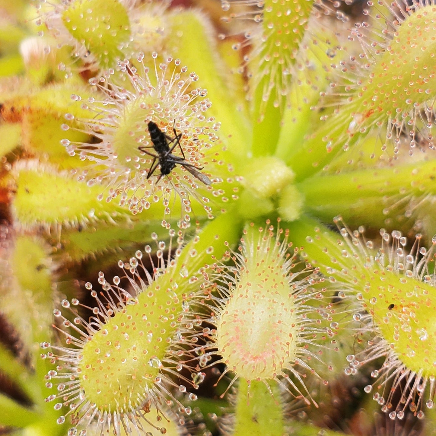 Drosera coccicaulis 'Alba', Sundew, live carnivorous plant, potted