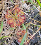 Drosera capillaris 'Brunswick Co, NC', Pink Sundew, live carnivorous plant, potted