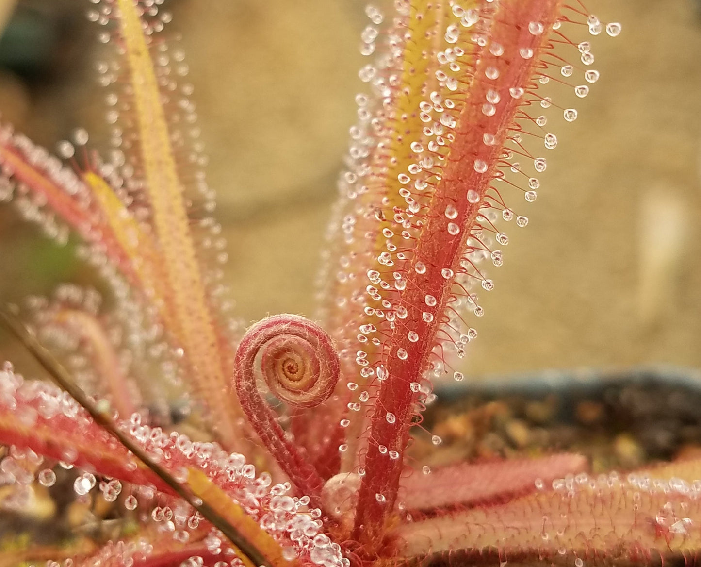 drosera adelae 'giant' - 3