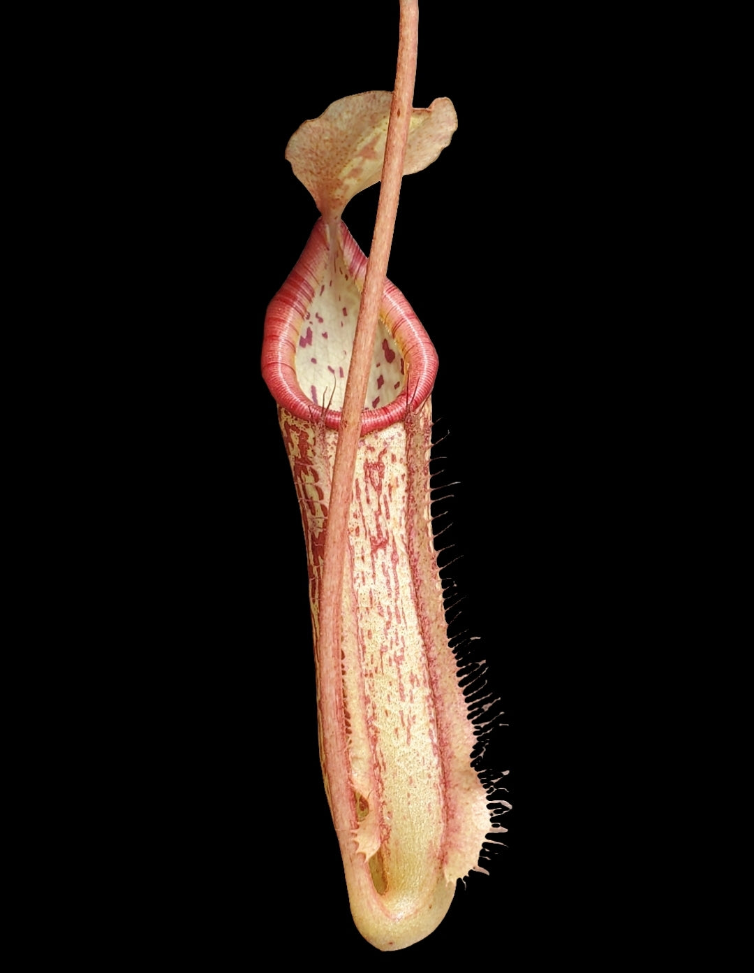 Nepenthes x 'Miranda', tropical pitcher plant, live carnivorous plant, potted