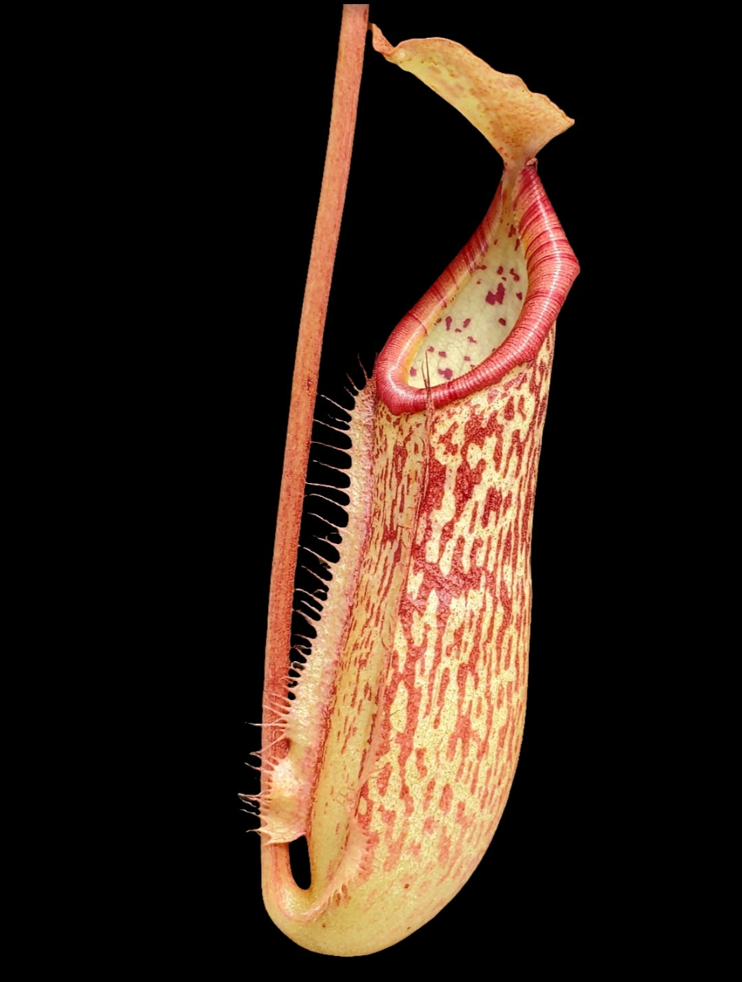 Nepenthes x 'Miranda', tropical pitcher plant, live carnivorous plant, potted