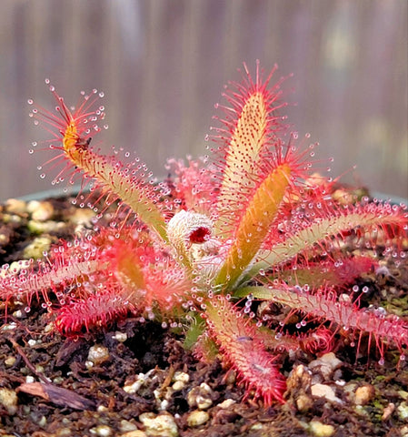 Drosera graomogolensis, Sundew, live carnivorous plant, potted