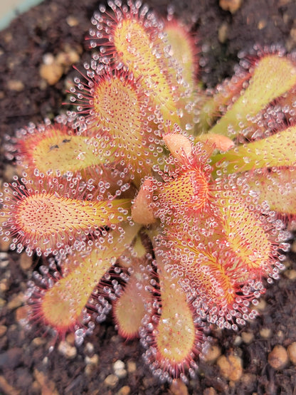 Drosera coccicaulis - 4