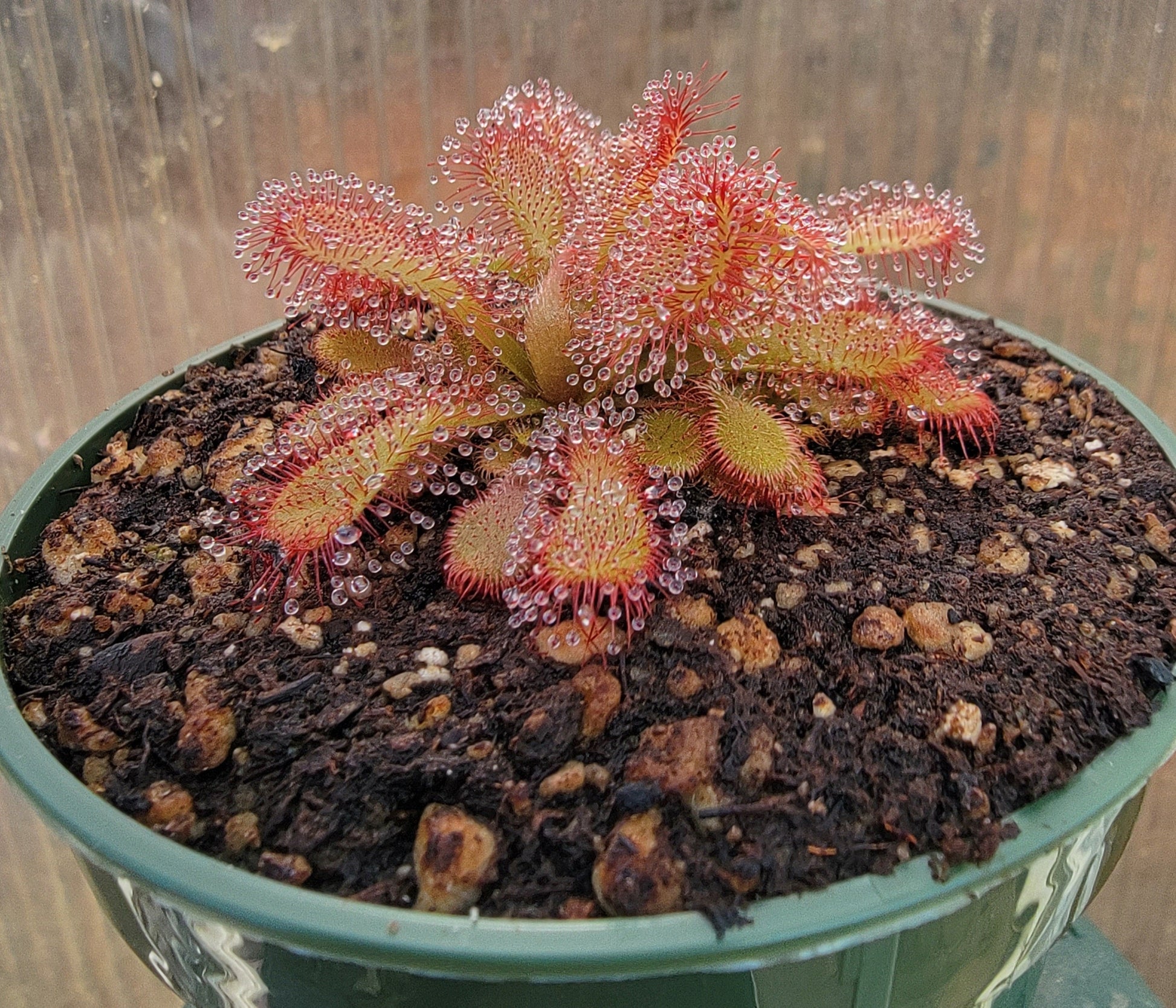 Drosera coccicaulis - 3