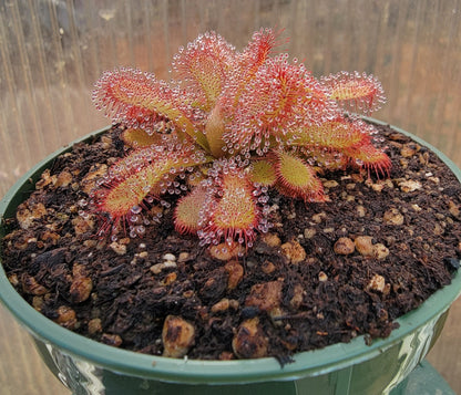 Drosera coccicaulis - 3