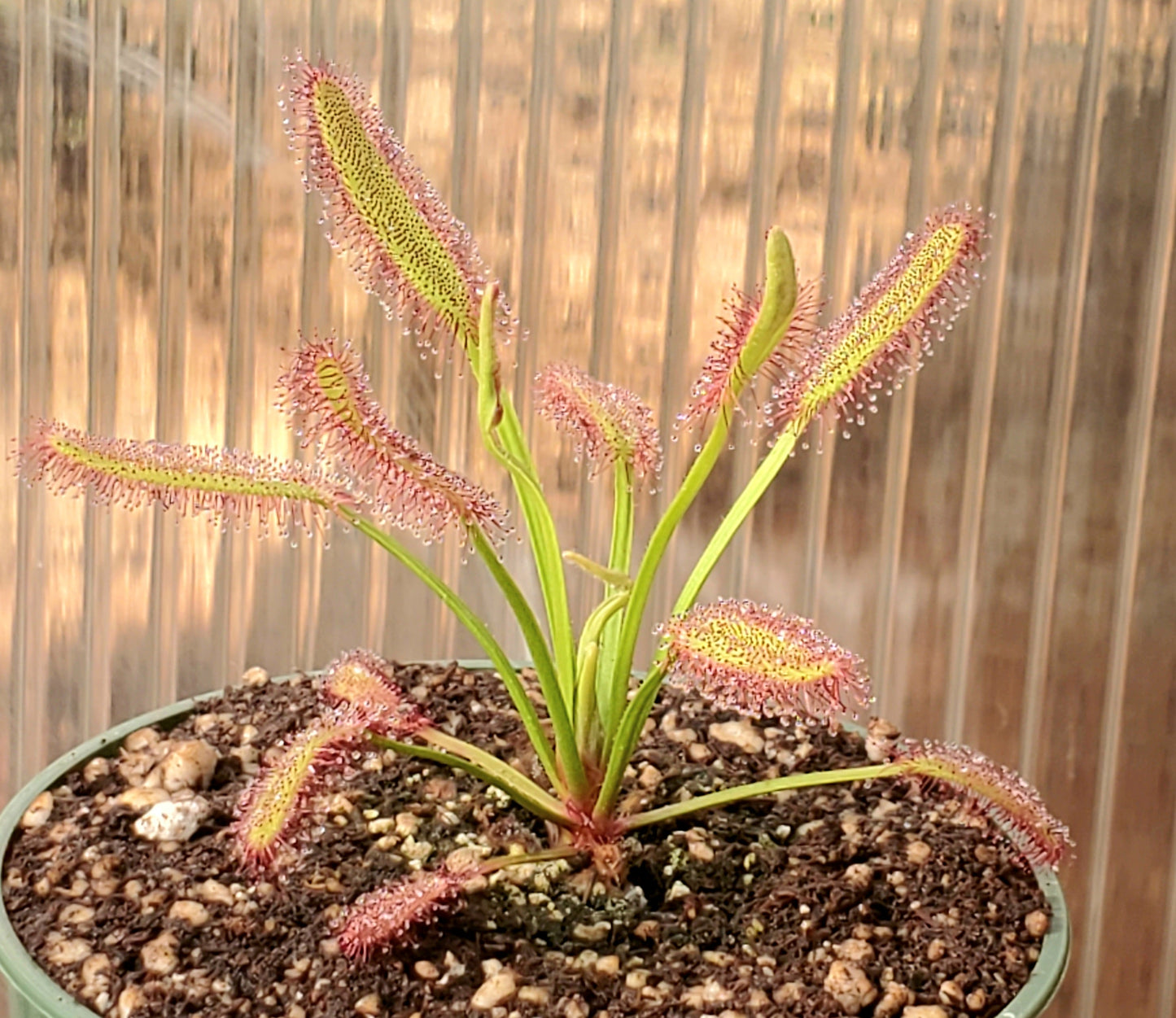 drosera capensis 'bainskloof' - 1