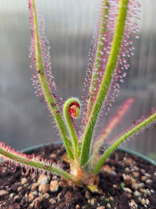 Drosera spiralis, live carnivorous plant, potted