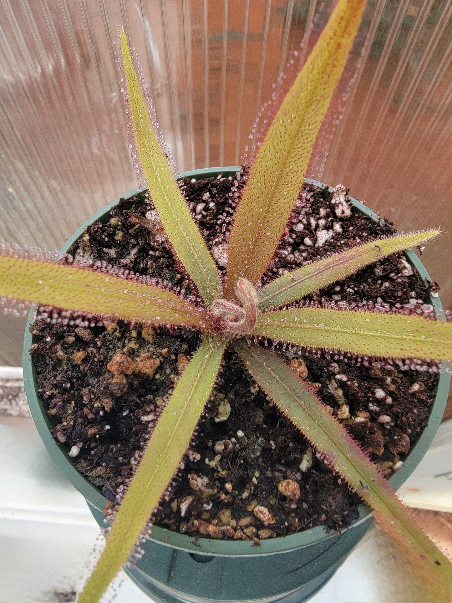 drosera adelae 'giant' - 1