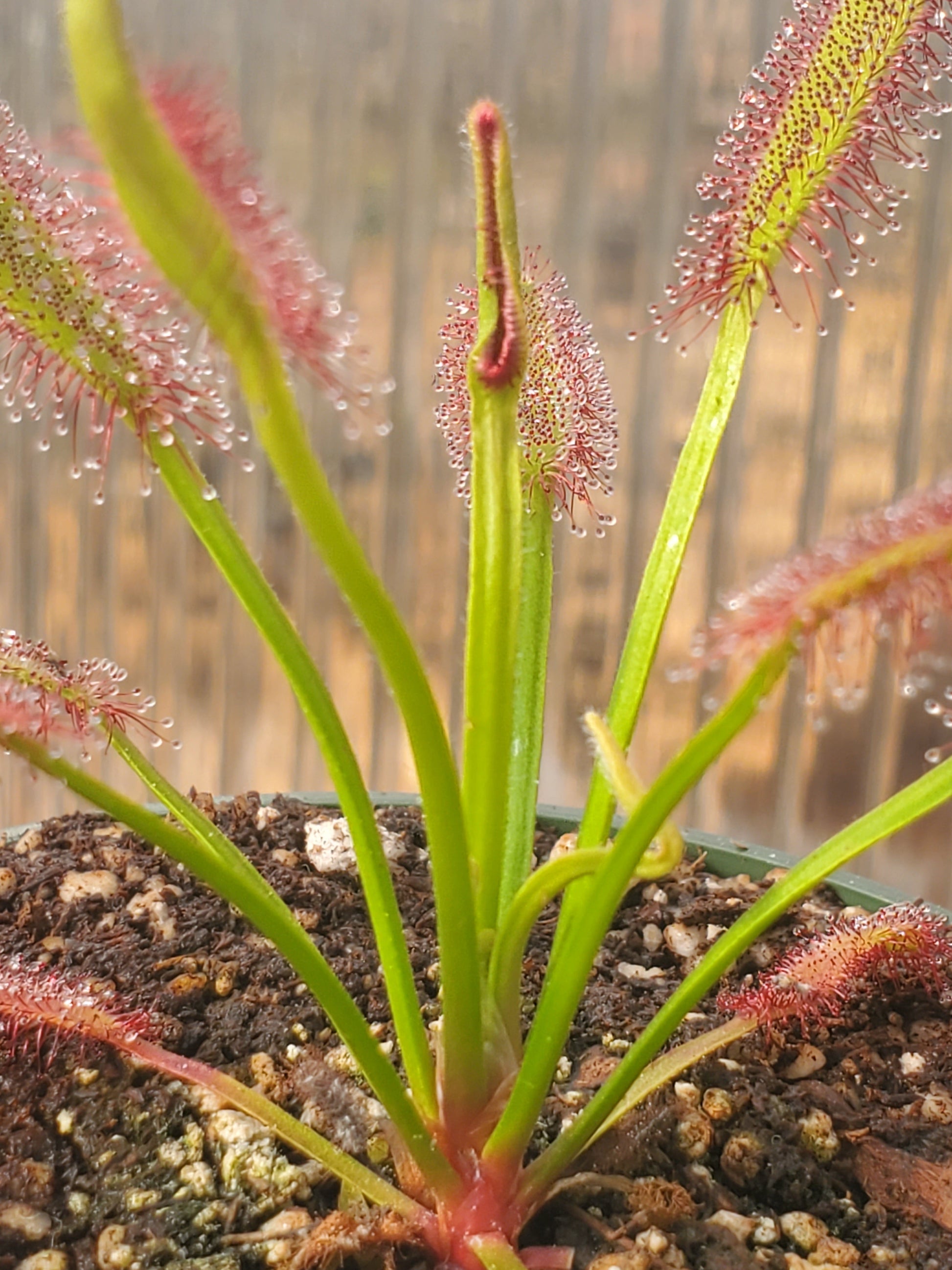 drosera capensis 'bainskloof' - 3