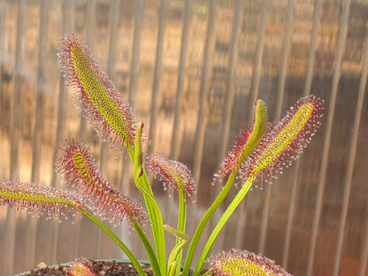 drosera capensis 'bainskloof' - 0