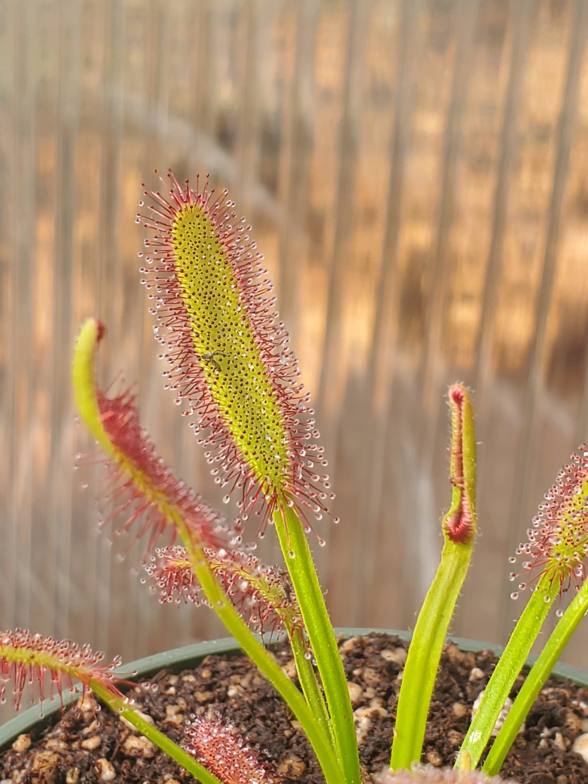 drosera capensis 'bainskloof' - 2