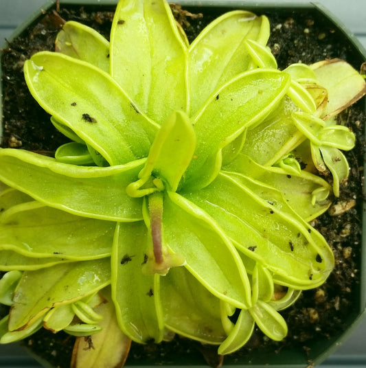 Pinguicula primuliflora, live carnivorous butterwort, bareroot