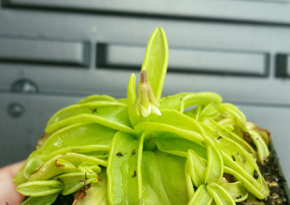 Pinguicula primuliflora, live carnivorous butterwort, bareroot