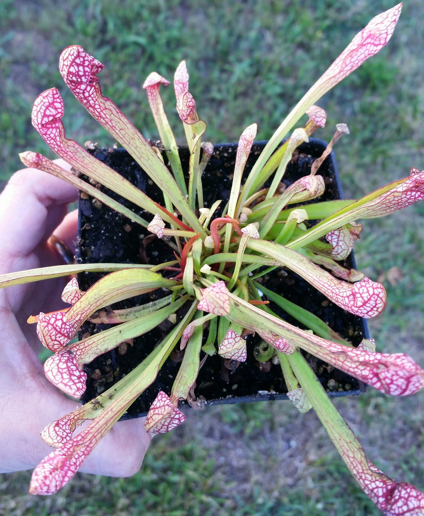 Sarracenia 'Scarlet Belle', live carnivorous plant, potted