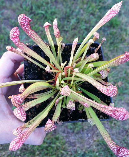 Sarracenia 'Scarlet Belle', live carnivorous plant, potted