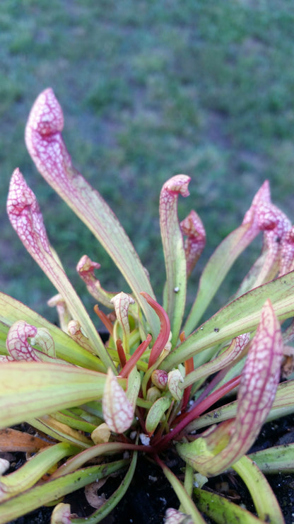 Sarracenia 'Scarlet Belle', live carnivorous plant, potted