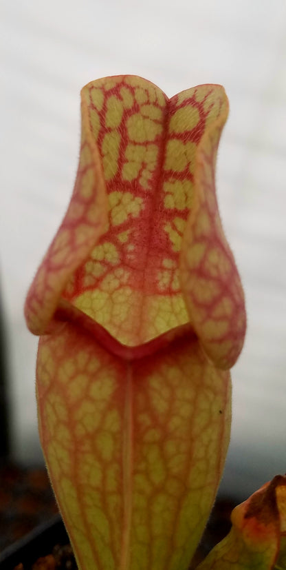 Sarracenia purpurea var. 'Venosa Red', live carnivorous pitcher plant, potted