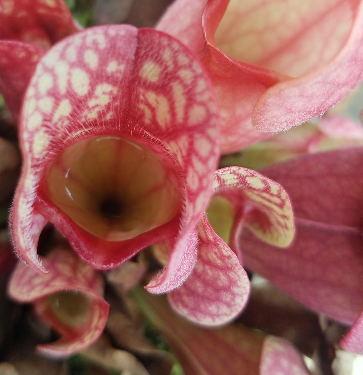 Sarracenia purpurea var. 'Venosa Red', live carnivorous pitcher plant, potted