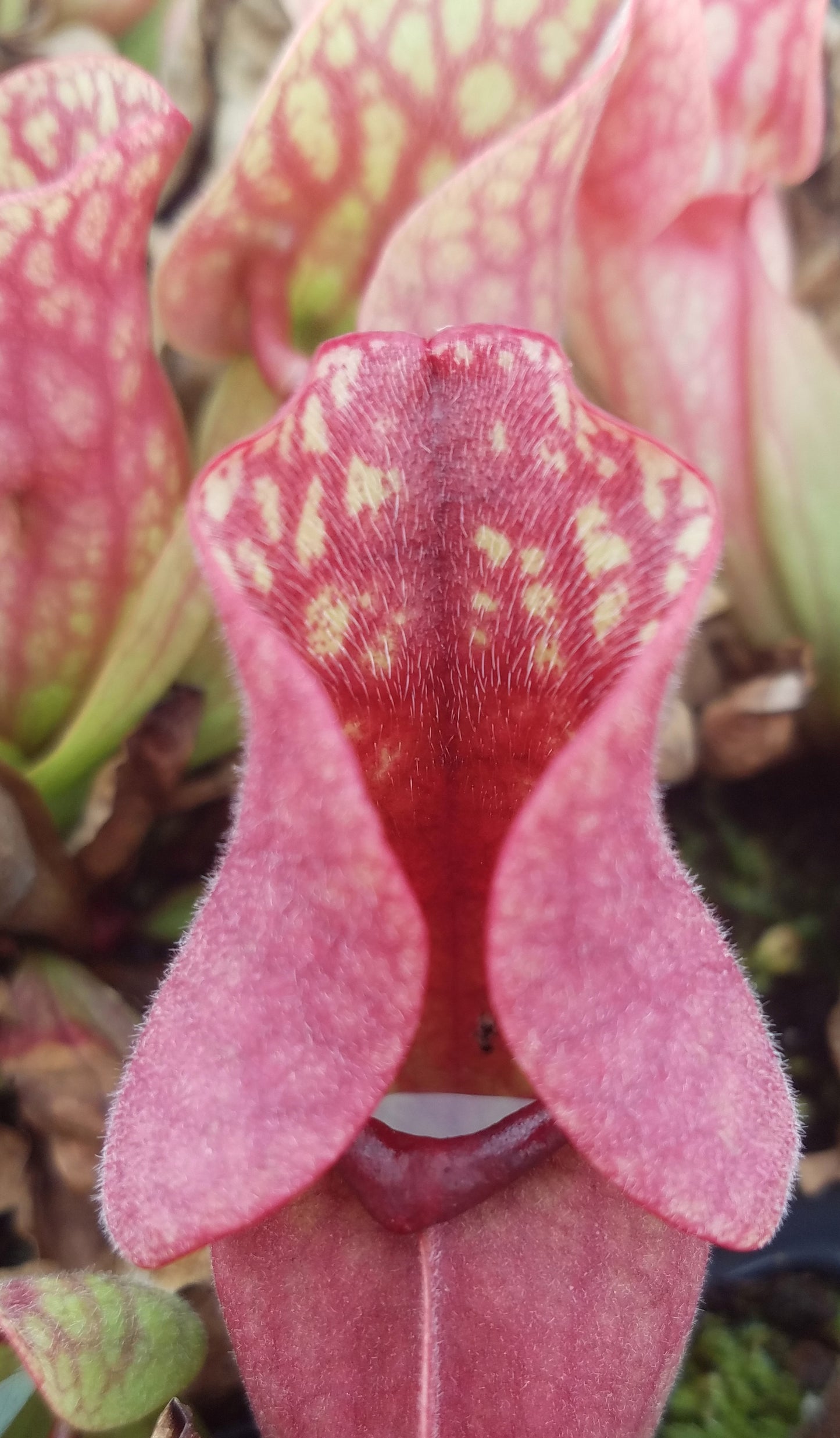 Sarracenia purpurea var. 'Venosa Red', live carnivorous pitcher plant, potted