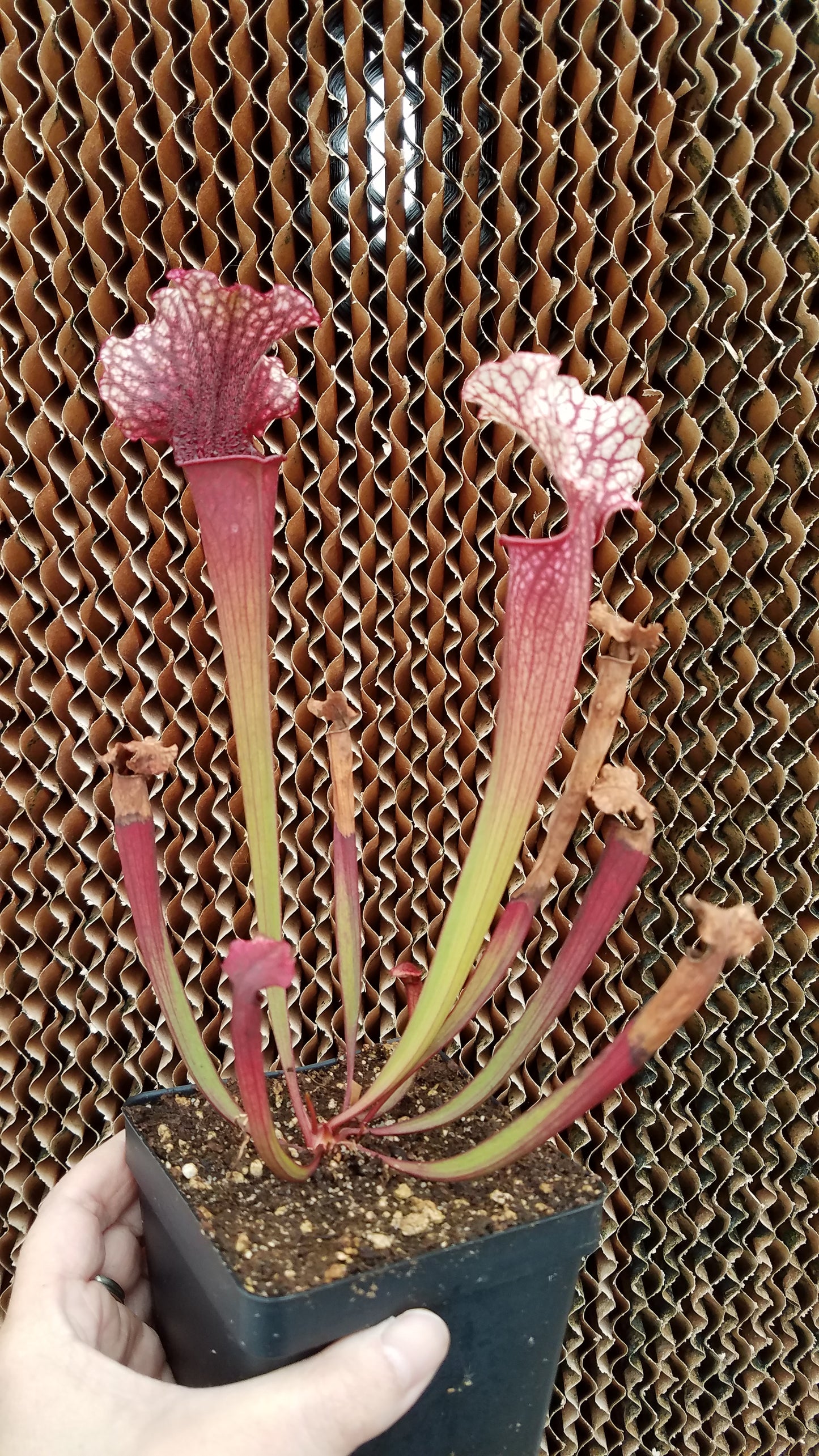 Sarracenia 'Judith Hindle', live carnivorous pitcher plant, potted