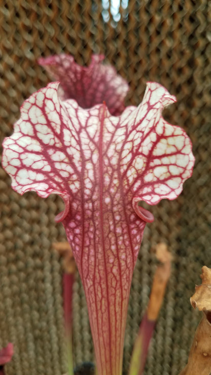 Sarracenia 'Judith Hindle', live carnivorous pitcher plant, potted