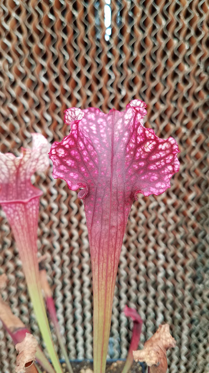 Sarracenia 'Judith Hindle', live carnivorous pitcher plant, potted