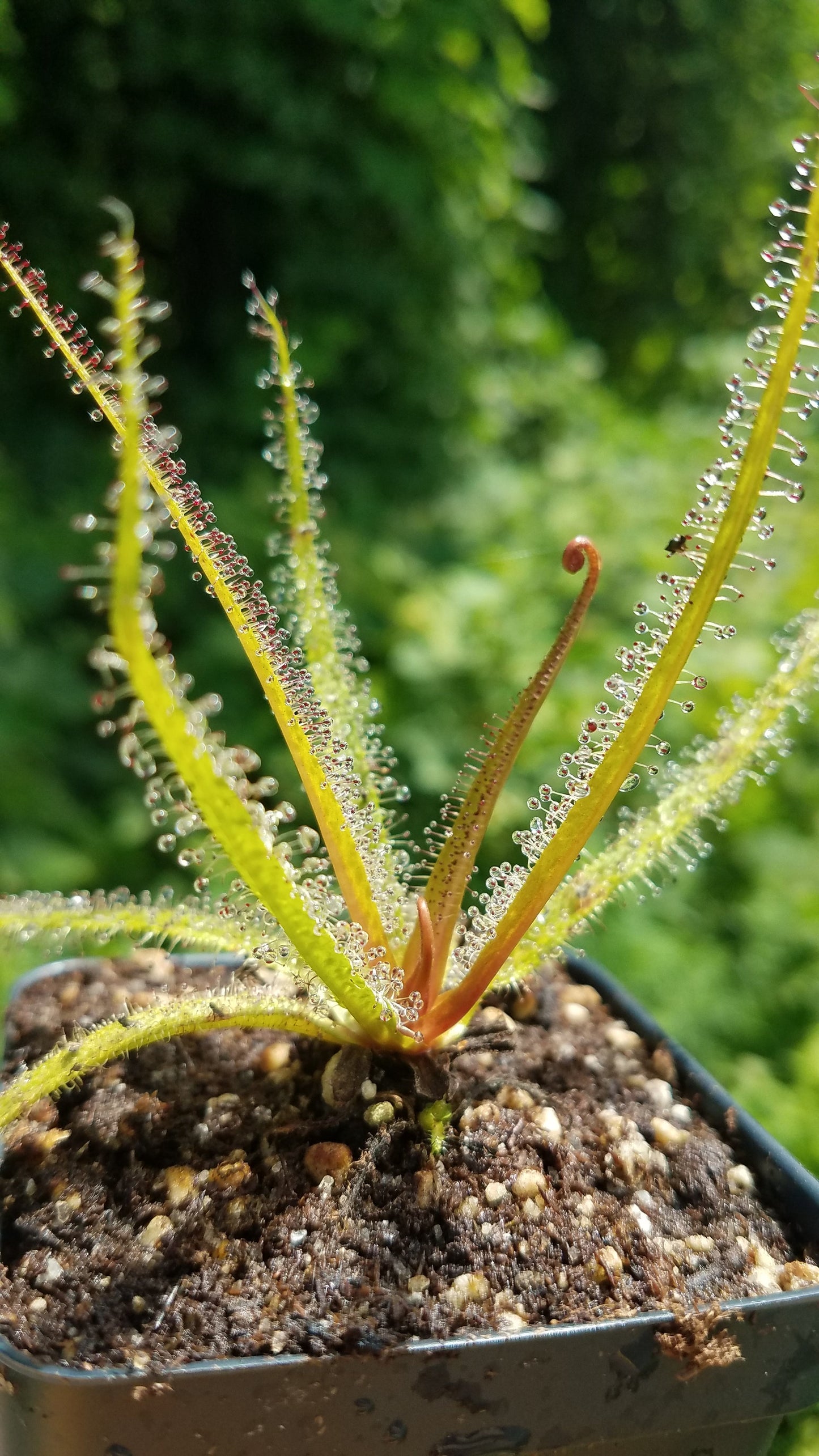 live carnivorous plant - 2