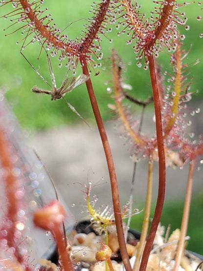 Drosera binata, Forked Leaf Sundew, live carnivorous plant, potted