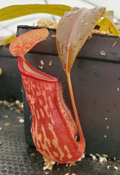 Nepenthes 'Gaya', tropical pitcher plant, live carnivorous plant, potted