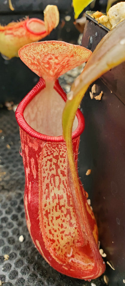 Nepenthes 'Gaya', tropical pitcher plant, live carnivorous plant, potted