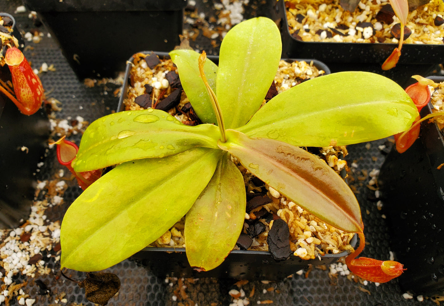 Nepenthes 'Gaya', tropical pitcher plant, live carnivorous plant, potted