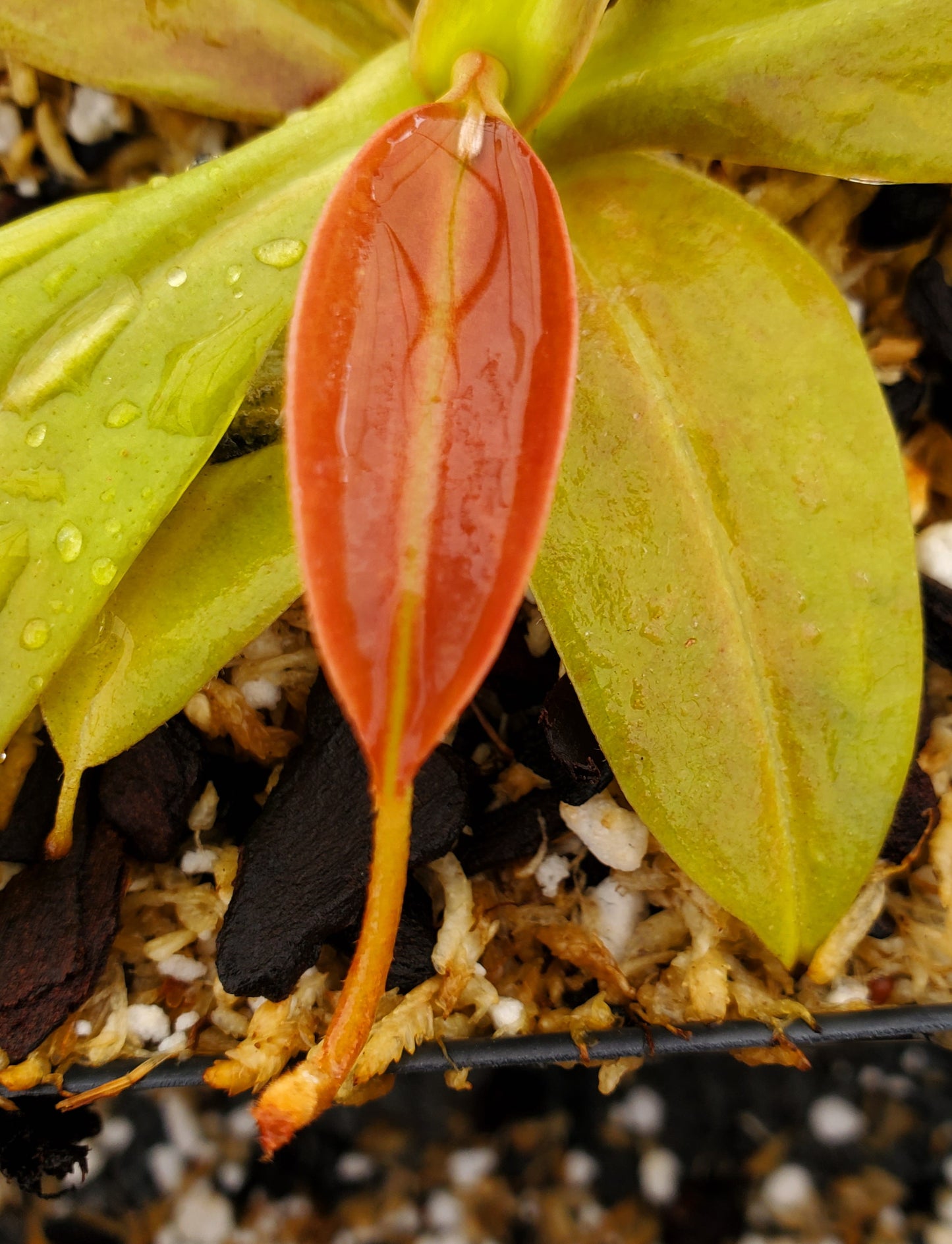 Nepenthes 'Gaya', tropical pitcher plant, live carnivorous plant, potted